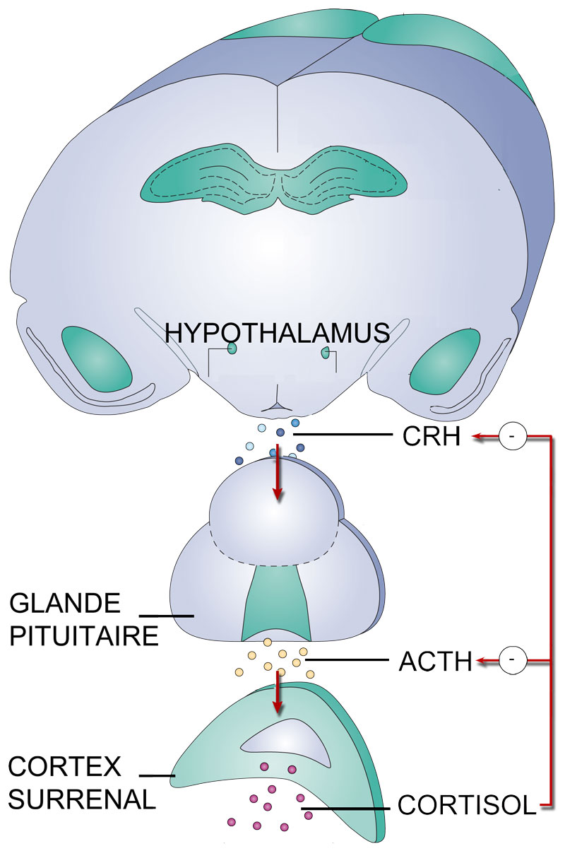 Informations sur l’axe HPA issues du rapport Persometrics sur le stress