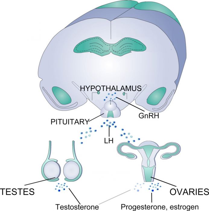 Informationen zur hormonellen Regulation
